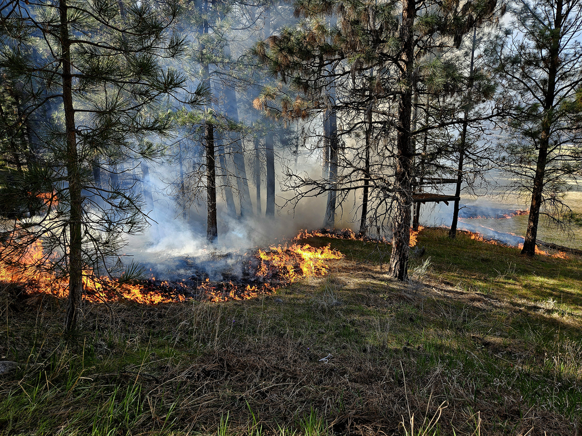 Forest Fire